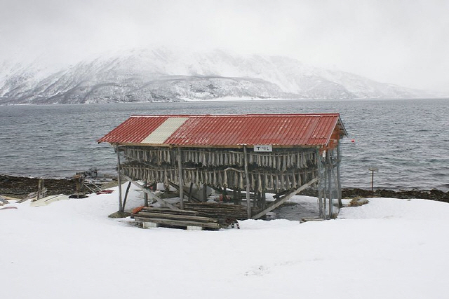 겨울철 노르웨이 북부 지역에서 대구를 말려 ‘스톡피시’를 만드는 풍경./위키피디아