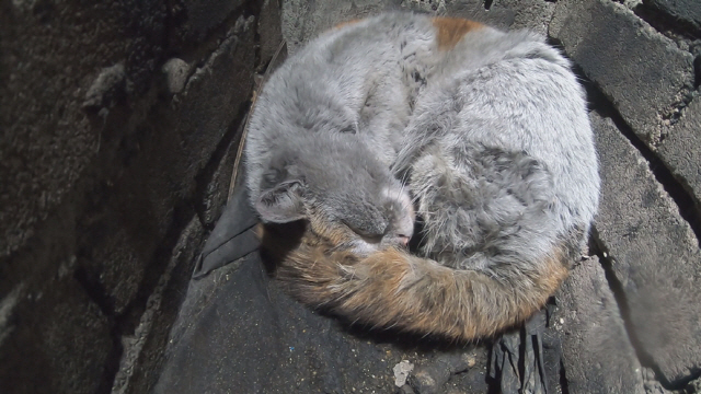'TV 동물농장' 굴둑에 빠진 고양이·공 집착 견·사연있는 우이천 백구