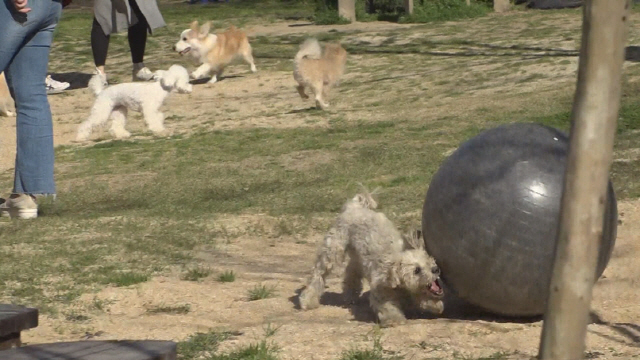 'TV 동물농장' 굴둑에 빠진 고양이·공 집착 견·사연있는 우이천 백구