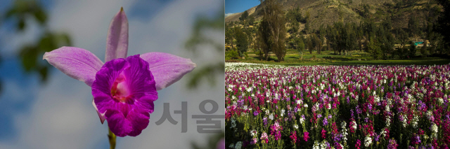 봄이면 온갖 꽃들이 만개하는 페루 꽃 여행지 모요밤바와 타르마./사진제공=페루관광청
