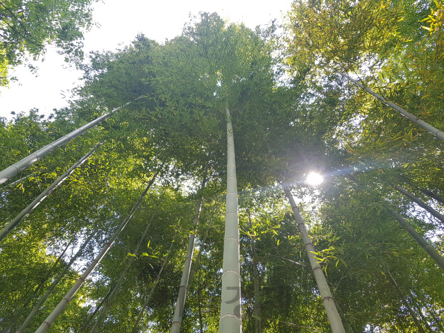 하늘로 쭉쭉 뻗은 대나무. 사진제공=국립산림과학원