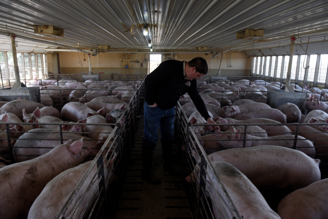 지난 23일(현지시간) 미국 미네소타주(州) 케니언의 한 돼지 농가에서 농민이 돼지를 살피고 있다./캐니언=로이터연합뉴스