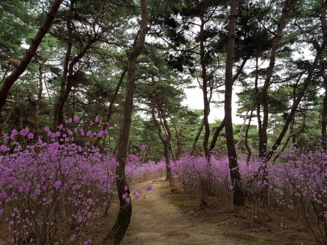 세종과 왕비 소헌왕후 심씨가 잠들어 있는 여주 영릉 소나무숲길에 진달래꽃이 활짝 피었다.