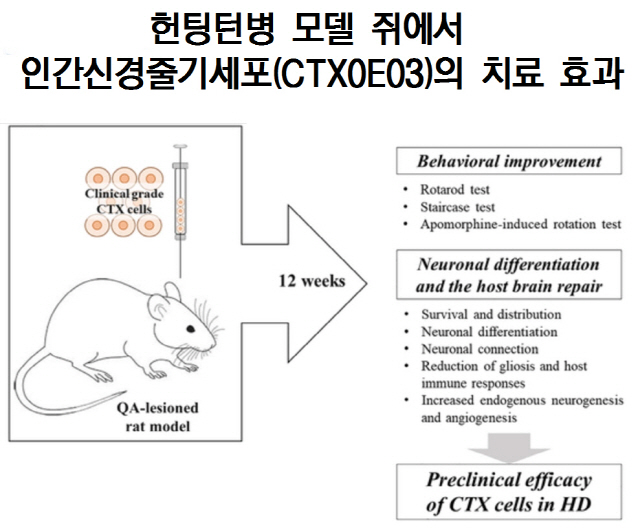 신경줄기세포로 '헌팅턴병 쥐' 치료 효과 확인