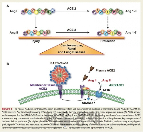 ACE2의 작용레닌-앤지오텐신계 제어에 관여하는 ACE2 수용체의 역할. /출처=유럽 심장저널
