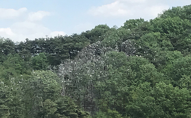 안동시 와룡면의 백로, 왜가리 서식지. /안동시 제공