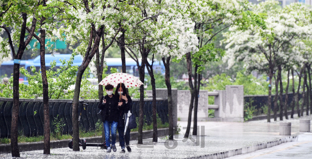 전국에 비가 내린 15일 오전 우산을 쓴 시민들이 이팝나무 꽃이 핀 서울 청계천을 걷고 있다./오승현기자 2020.05.15