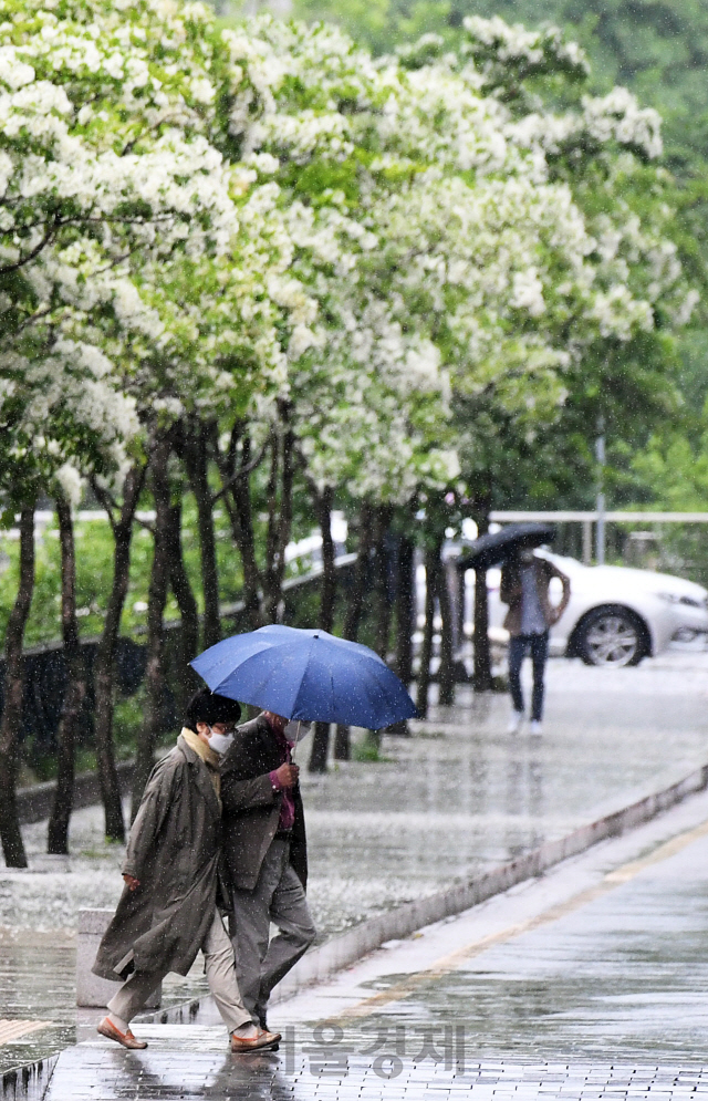 전국에 비가 내린 15일 오전 우산을 쓴 시민들이 이팝나무 꽃이 핀 서울 청계천을 걷고 있다./오승현기자 2020.05.15