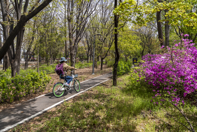 서울 노원구 경춘선숲길 자전거 도로 주변으로 철쭉이 만발했다.