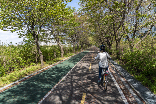 송파구 성내천 자전거길에 녹음이 우거진 벚나무가 터널을 이루고 있다.