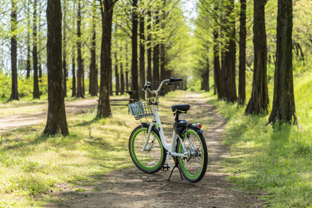 마포구 월드컵공원 둘레길에 조성된 메타세쿼이아 숲길은 자전거를 타고 지나갈 수 있다.