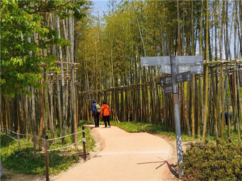 부산시가 조성한 ‘농협 기부숲’의 하나인 맹종죽 대숲./사진제공=부산시