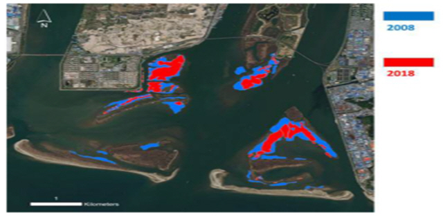 2008년과 2018년 낙동강하구 새섬매자기 군락 분포 비교./사진제공=김구연 경남대학교 교수