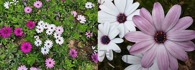 메인 카메라로 꽃을 찍은 사진(왼쪽)과 접사 렌즈로 찍은 초근접 사진. 접사 촬영을 하니 꽃잎 하나 하나가 갖고 있는 다양한 색깔들까지 보인다./권경원기자