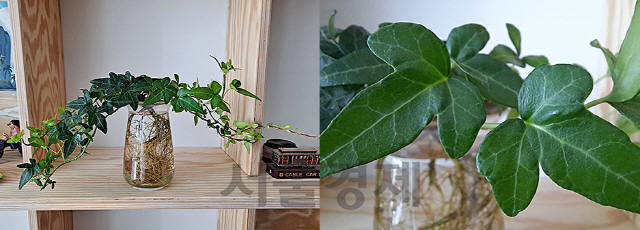 메인 카메라로 식물 ‘아이비’를 찍은 사진(왼쪽)과 접사 렌즈로 찍은 사진. 접사 렌즈로 찍으니 이파리의 잎맥들까지 자세히 보인다./권경원기자