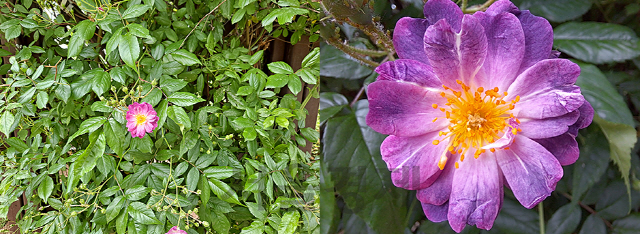 메인 카메라로 담은 꽃 한송이 사진(왼쪽)과 접사 렌즈로 가까이에서 찍은 사진. 꽃 송이 안의 노란 수술까지 한 눈에 보인다./권경원기자
