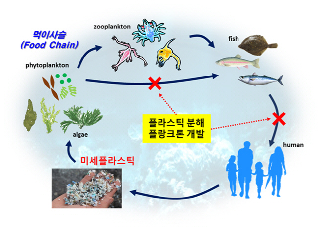 미세플라스틱이 수생생태계를 거쳐 점차 농축돼 인간의 체내에 축적되기까지의 순환과정과 이를 차단하는 플라스틱 분해 플랑크톤의 효과를 소개한 그림. /자료제공=생명연