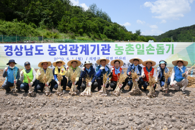 경남도, 농협, 한국농어촌공사 직원 150여 명 합동 일손돕기