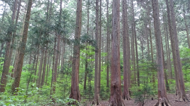 국내 대표적인 편백나무 숲인 장성 치유의 숲. 사진제공=국립산림과학원