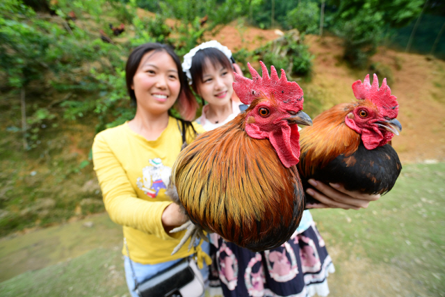 중국 남서부 구이저우성 톈주현의 진산촌 농민들이 인터넷쇼핑 채널을 통해 집에서 키운 닭을 홍보하고 있다. 이들의 양계장은 정부의 빈곤퇴치 자금의 지원을 받는다. /신화연합뉴스