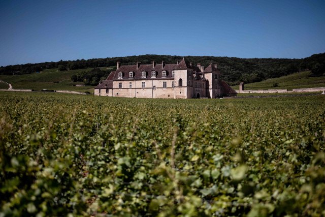 프랑스 와인 농가/AFP연합뉴스