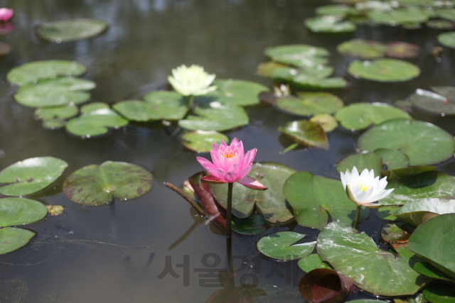 궁남지 연못 위로 홍수련과 백수련·황수련이 얼굴을 내밀고 있다.