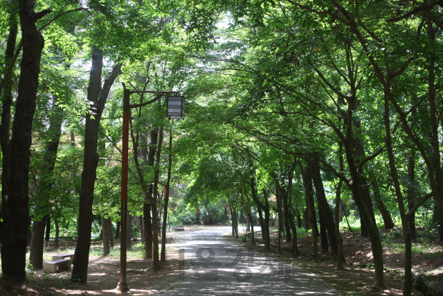 부소산성 산책로.