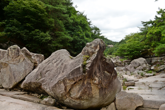 제8곡 구암(龜岩)은 아래쪽에서 올려다보면 그 모습이 영락없이 고개를 쳐든 거북 모양이다.