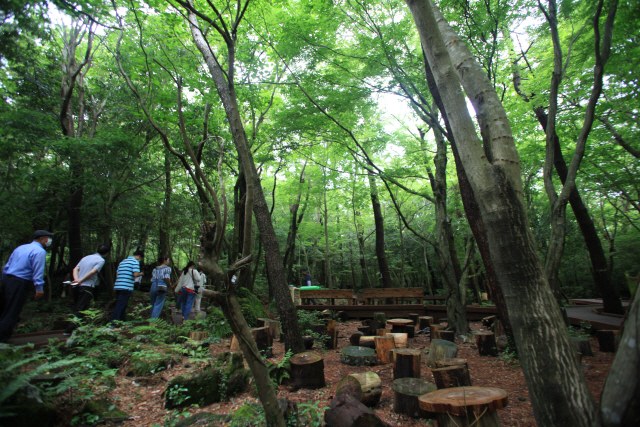 치유의숲 초입에 자리한 ‘노고록헌숲’은 남녀노소 누구나 즐길 수 있는 완만한 코스다.