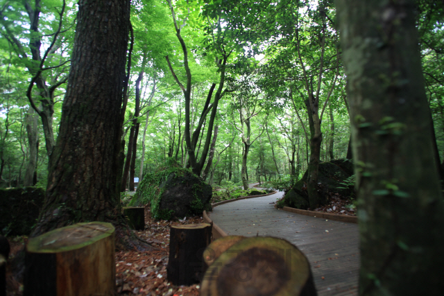 치유의숲은 ‘노고록헌숲‘ 코스에는 데크가 깔려 있어 누구나 걸을 수 있다.
