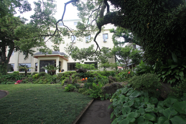 제주 서귀포시 면형의 집 앞에 심어진 녹나무는 여름철 우거져 그늘을 만들어준다.