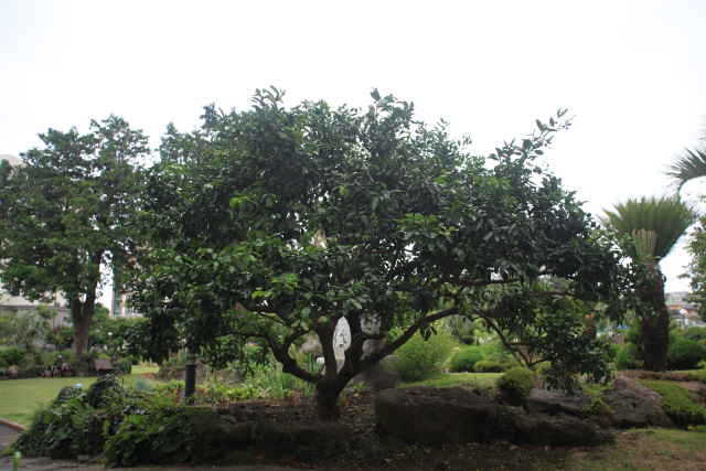 면형의 집 앞 마당에는 지난해 4월 고사한 최초의 온주밀감 나무 대신 60년 된 후계 감귤나무가 자라고 있다.
