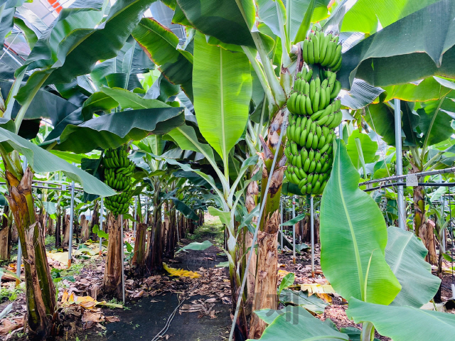 제주시 한경면 청수리에 위치한 스위트몽키 농장에 지난 23일 바나나가 주렁주렁 달린 나무들이 줄지어 있다. /사진제공=홈플러스