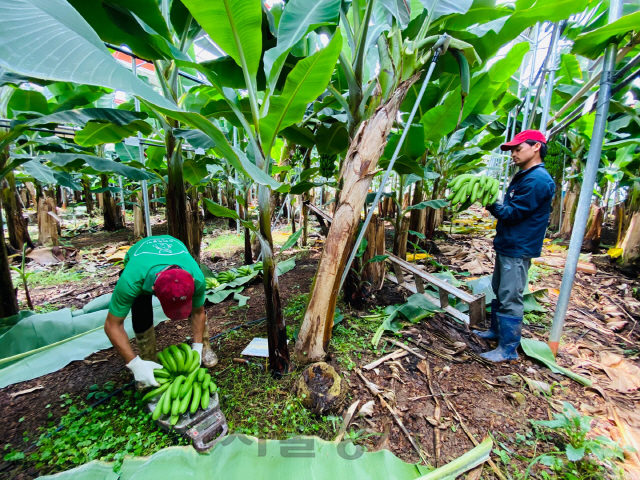 스위트몽키의 직원들이 지난 23일 제주시 한경면 청수리 농장에서 바나나를 수확하고 있다. /사진제공=홈플러스