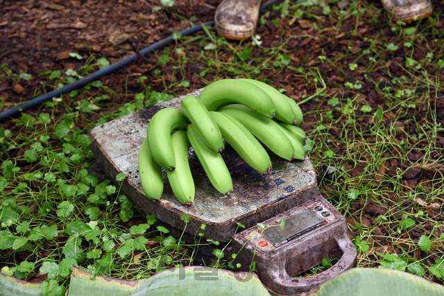 제주시 한경면 청수리에 위치한 스위트몽키 농장에서 지난 23일 수확한 바나나의 무게 측정이 이뤄지고 있다. /사진제공=홈플러스