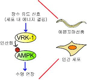 VRK1이 AMPK를 인산화시켜 수명 연장을 유도하는 원리. /KAIST