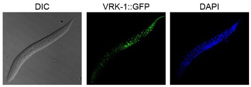 예쁜꼬마선충에서 발현된 VRK1 단백질(가운데). /KAIST