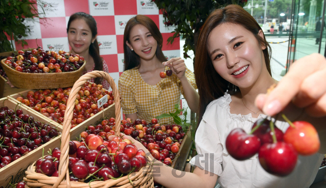 2일 오전 서울 종로구 종로타워빌딩에서 미국북서부체리협회 주최로 열린 '체리데이' 행사에서 모델들이 워싱턴체리를 선보이고 있다. '체리데이'는 7월 2일을 '칠이칠이'로 부르면서 붙여진 이름으로 여름제철 과일인 워싱턴 체리의 우수성을 알리기 위해 마련된 행사다./이호재기자. 2020.07.02