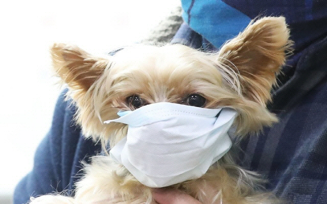 신종코로나바이러스 감염증 확산 우려가 커지는 가운데 강아지 한 마리가 마스크를 쓰고 있다. /연합뉴스