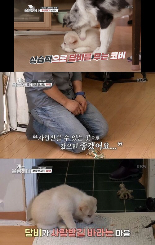 / 사진=KBS2 ‘개는 훌륭하다’ 제공