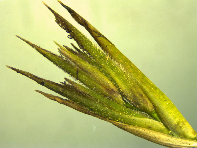현미경으로 살펴본 대나무꽃. 사진제공=국립산림과학원