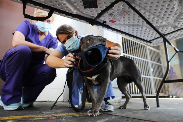 13일(현지시간) 미국 캘리포니아주의 한 병원에서 간호사가 개에 마스크를 씌우고 있다./AFP연합뉴스