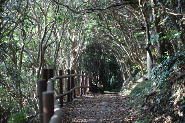 전남 여수 거문도 동백꽃섬길의 동백나무숲 터널.