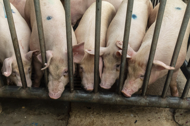 돼지열병도 안끝났는데...중국서 돼지 구제역 발생