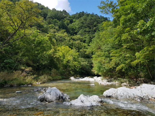 7월 국유림 명품숲으로 ‘인제 아침가리 숲’. 사진제공=산림청