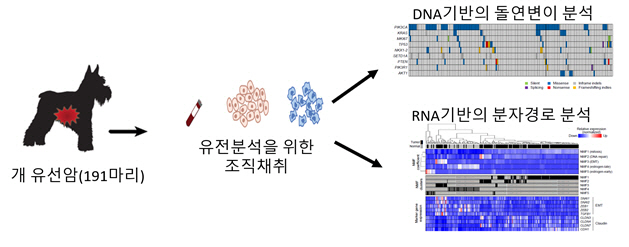 견공의 유선암 유전자변이 지도를 규명하기까지의 과정을 소개한 그림. /자료제공=연구재단