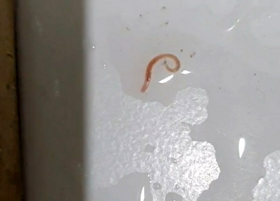 19일 오후 서울 중구 오피스텔 욕실에서 발견된 유충. 깔따구 유충으로 추정된다. /독자제공