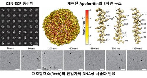 ‘아포페리틴’ 단백질을 극저온 전자현미경으로 분석한 데이터.
