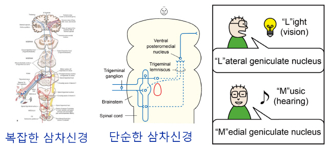 정민석 교수는 의대생 등이 복잡한 신경계통의 구조·기능을 쉽게 이해하고 헷갈리지 않게 외울 수 있도록 그림으로 단순화하고 연상법도 소개했다.