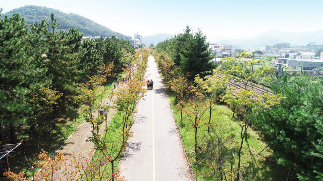 2019년 녹색도시 우수사례로 선정된 전남 순천시 가로수길. 사진제공=산림청